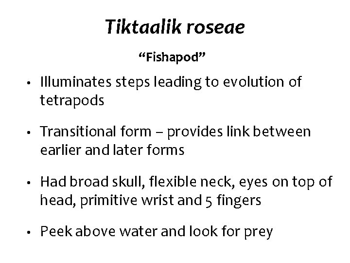 Tiktaalik roseae “Fishapod” • Illuminates steps leading to evolution of tetrapods • Transitional form