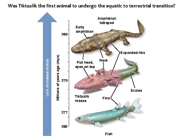 Was Tiktaalik the first animal to undergo the aquatic to terrestrial transition? Amphibian tetrapod