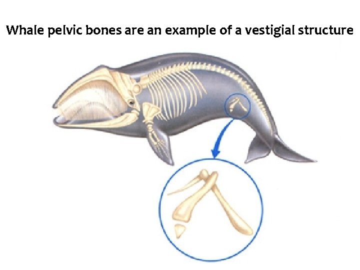 Whale pelvic bones are an example of a vestigial structure 