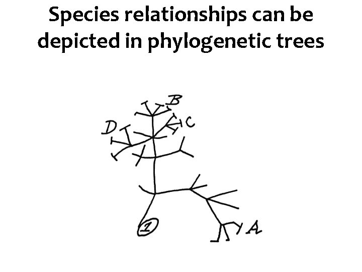 Species relationships can be depicted in phylogenetic trees 