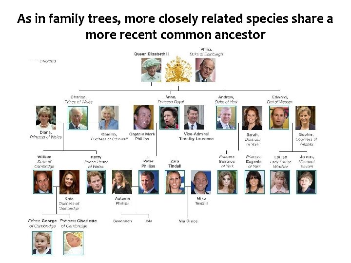 As in family trees, more closely related species share a more recent common ancestor