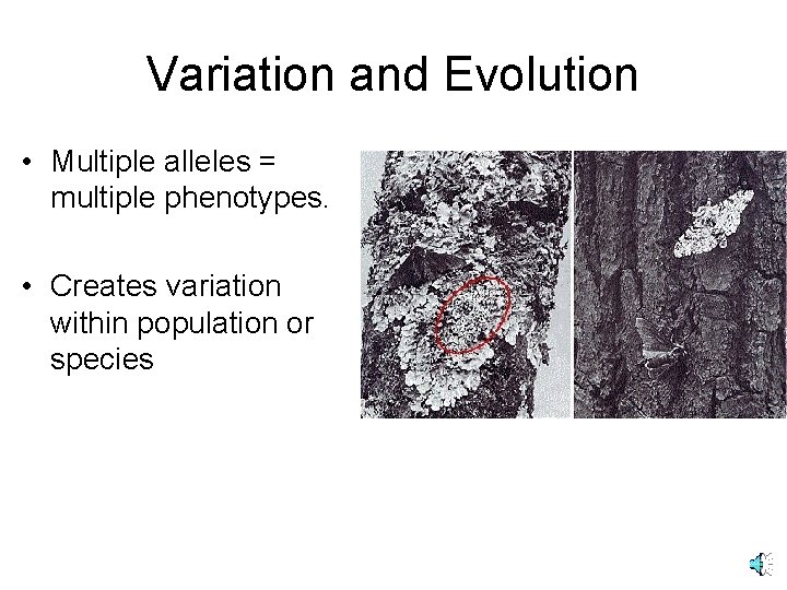 Variation and Evolution • Multiple alleles = multiple phenotypes. • Creates variation within population