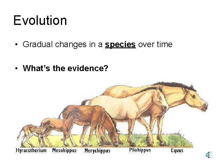 Evolution • Gradual changes in a species over time • What’s the evidence? 
