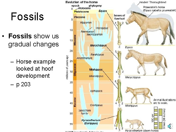 Fossils • Fossils show us gradual changes – Horse example looked at hoof development