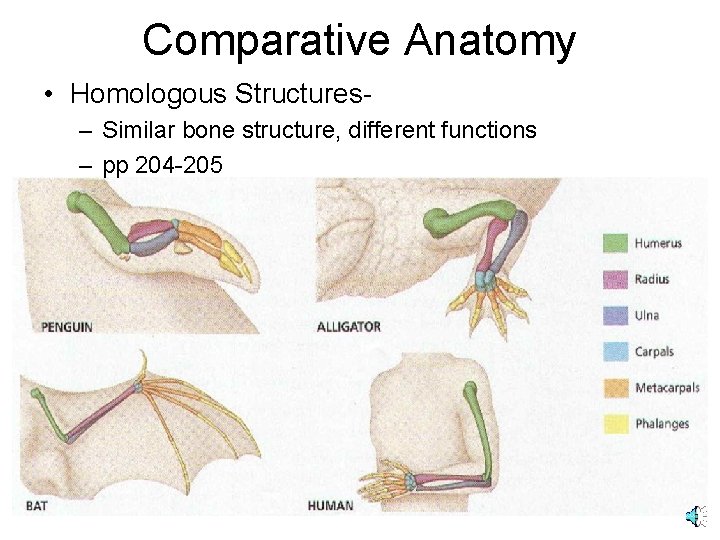 Comparative Anatomy • Homologous Structures– Similar bone structure, different functions – pp 204 -205