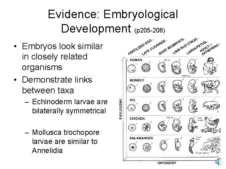 Evidence: Embryological Development (p 205 -206) • Embryos look similar in closely related organisms