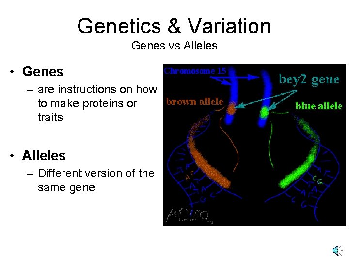 Genetics & Variation Genes vs Alleles • Genes – are instructions on how to