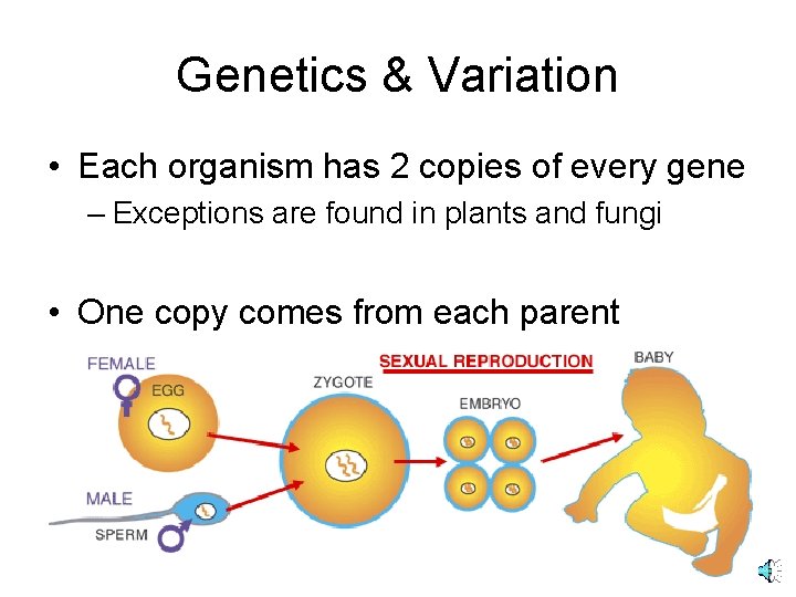 Genetics & Variation • Each organism has 2 copies of every gene – Exceptions