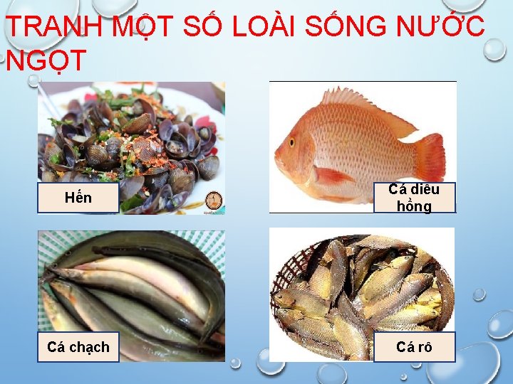 TRANH MỘT SỐ LOÀI SỐNG NƯỚC NGỌT Hến Cá diêu hồng Cá chạch Cá