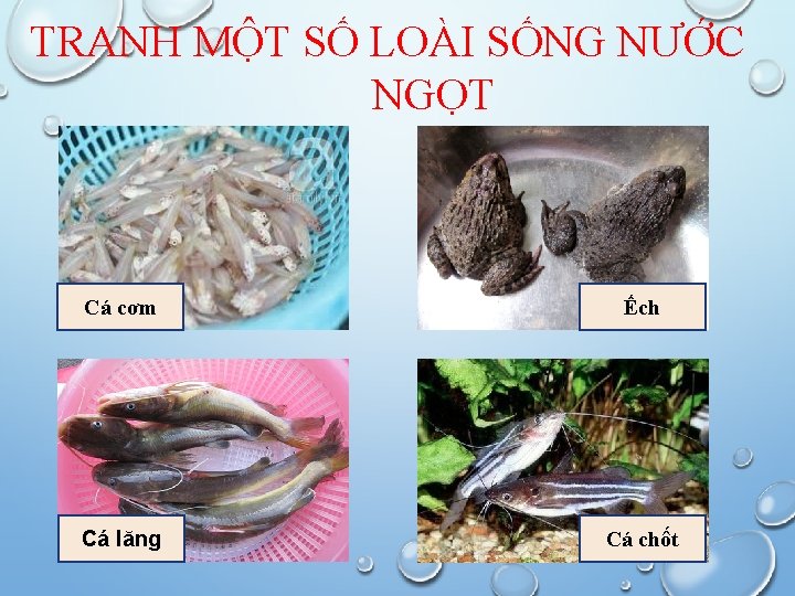 TRANH MỘT SỐ LOÀI SỐNG NƯỚC NGỌT Cá cơm Ếch Cá lăng Cá chốt