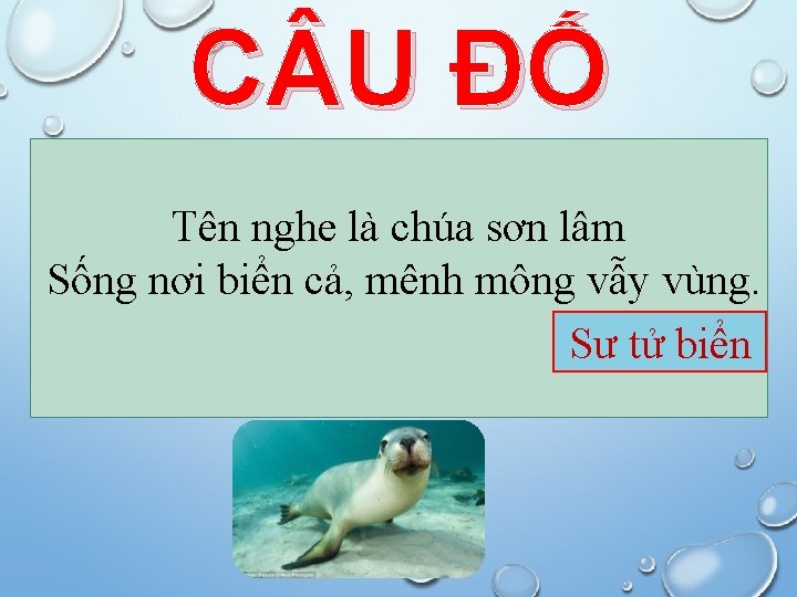 C U ĐỐ Tên nghe là chúa sơn lâm Sống nơi biển cả, mênh