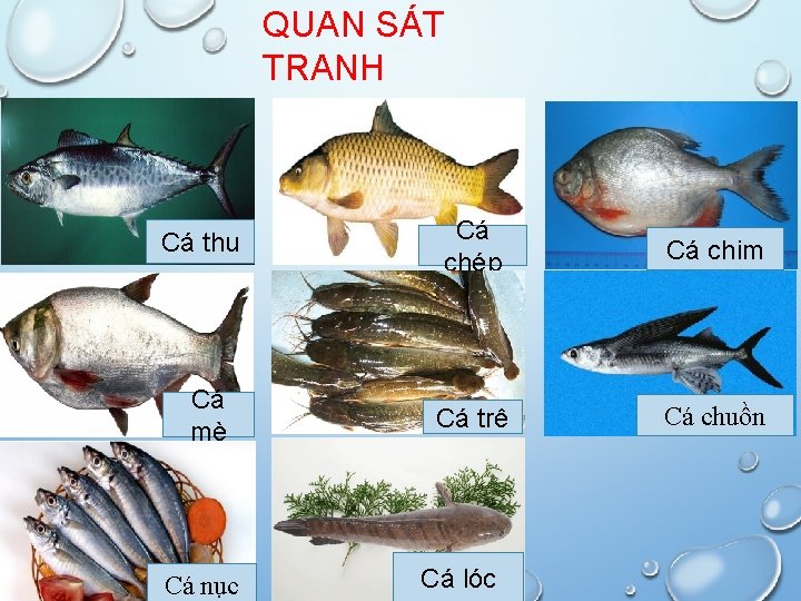 QUAN SÁT TRANH Cá thu Cá mè Cá nục Cá chép Cá chim Cá