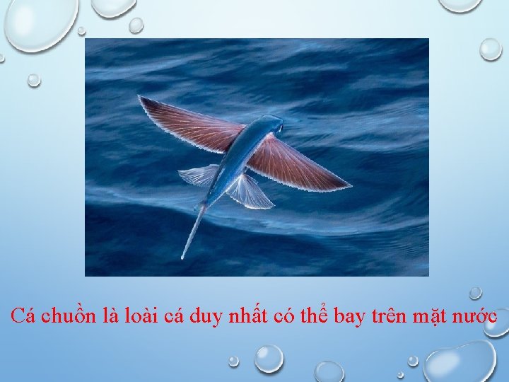 Cá chuồn là loài cá duy nhất có thể bay trên mặt nước 