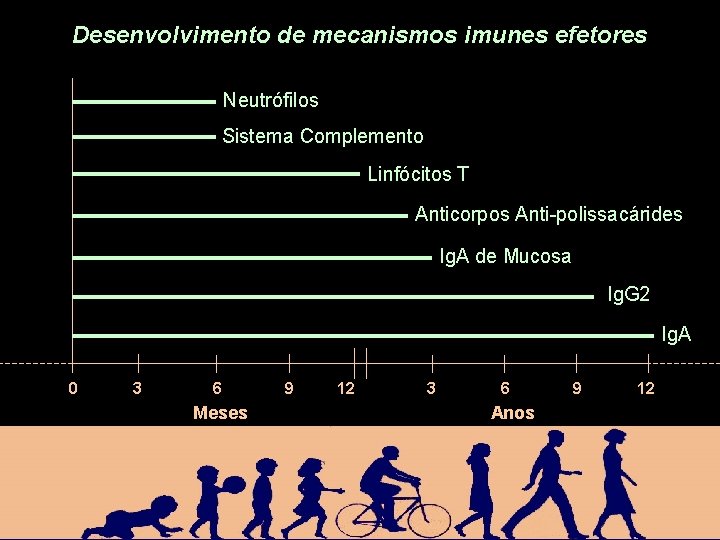 Desenvolvimento de mecanismos imunes efetores Neutrófilos Sistema Complemento Linfócitos T Anticorpos Anti-polissacárides Ig. A