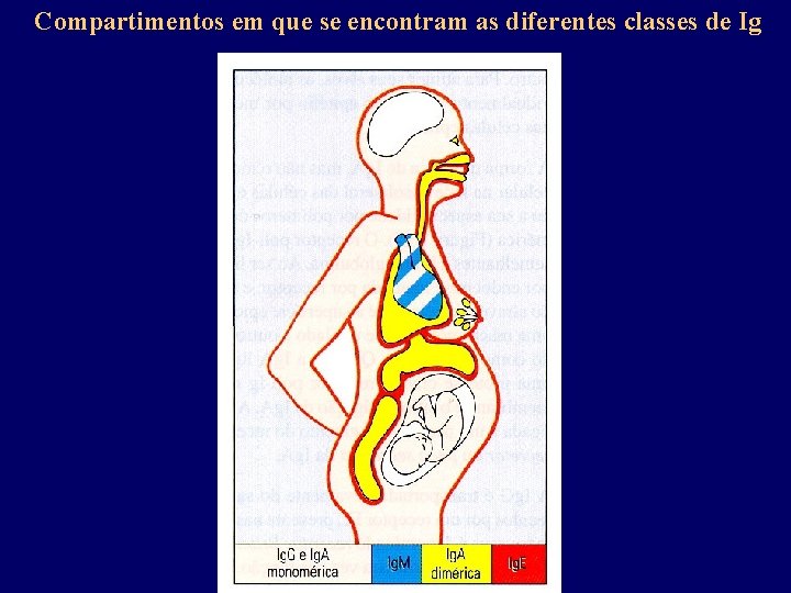 Compartimentos em que se encontram as diferentes classes de Ig 