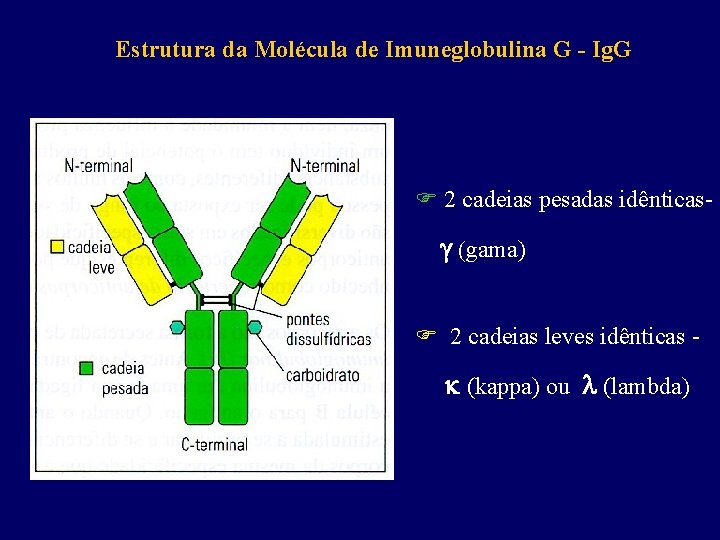 Estrutura da Molécula de Imuneglobulina G - Ig. G F 2 cadeias pesadas idênticas-