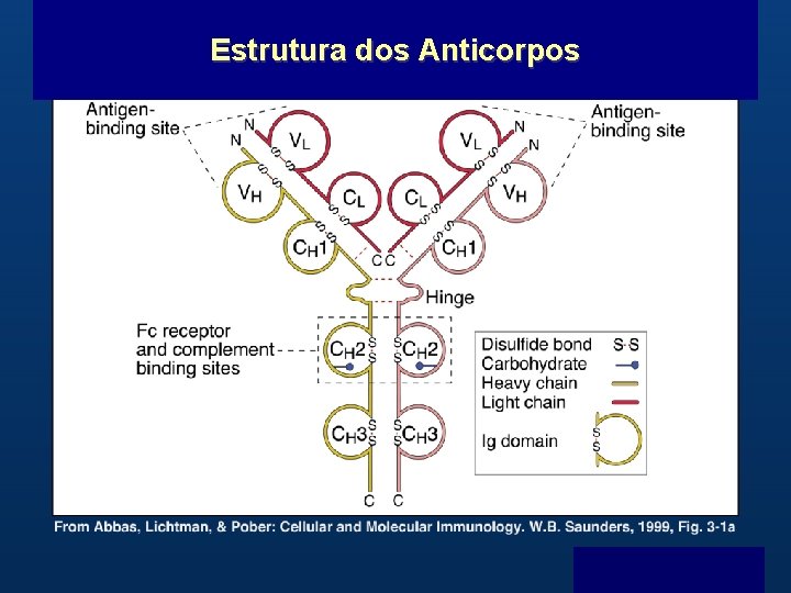 Estrutura dos Anticorpos B Menu F 