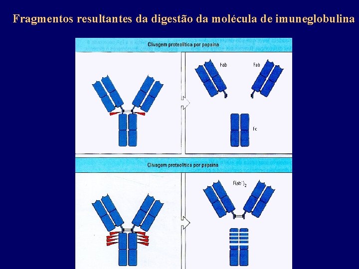 Fragmentos resultantes da digestão da molécula de imuneglobulina 