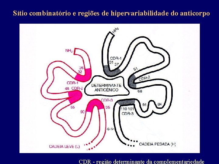 Sítio combinatório e regiões de hipervariabilidade do anticorpo CDR - região determinante da complementariedade