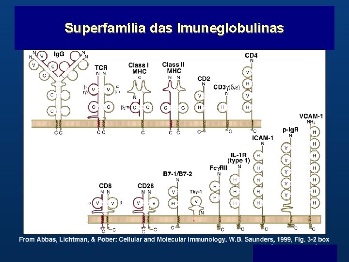 Superfamília das Imuneglobulinas B Menu F 