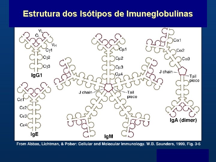 Estrutura dos Isótipos de Imuneglobulinas B Menu F 