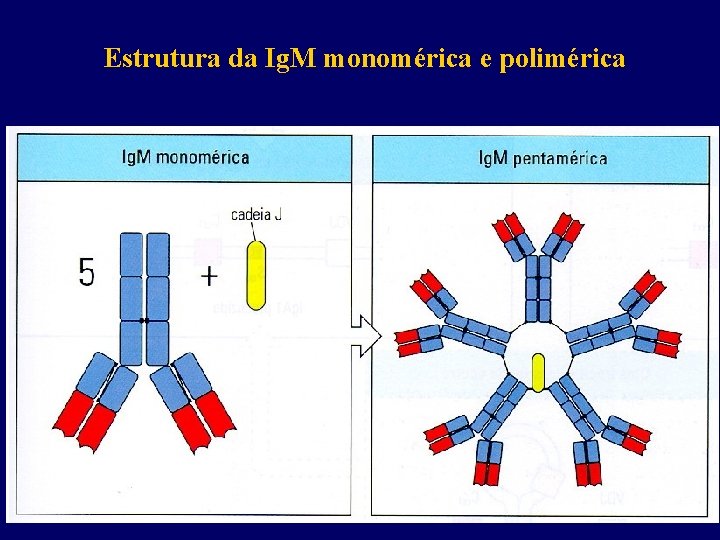 Estrutura da Ig. M monomérica e polimérica 