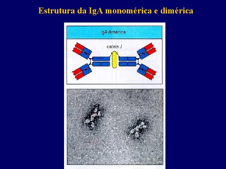 Estrutura da Ig. A monomérica e dimérica 