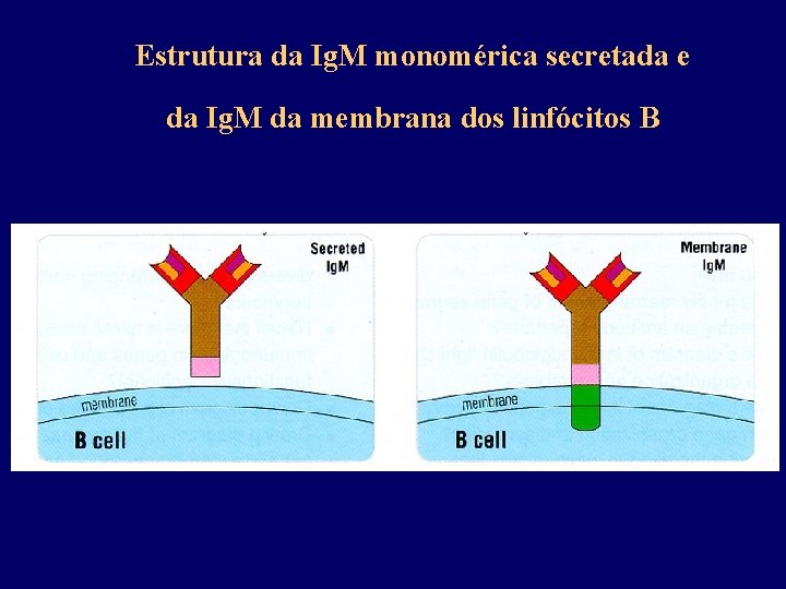 Estrutura da Ig. M monomérica secretada e da Ig. M da membrana dos linfócitos