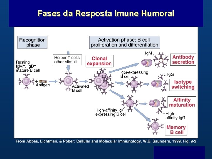 Fases da Resposta Imune Humoral B Menu F 