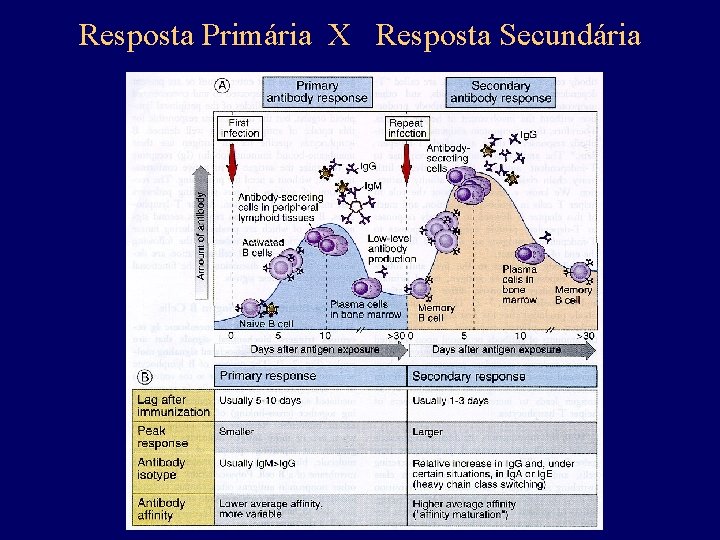 Resposta Primária X Resposta Secundária 