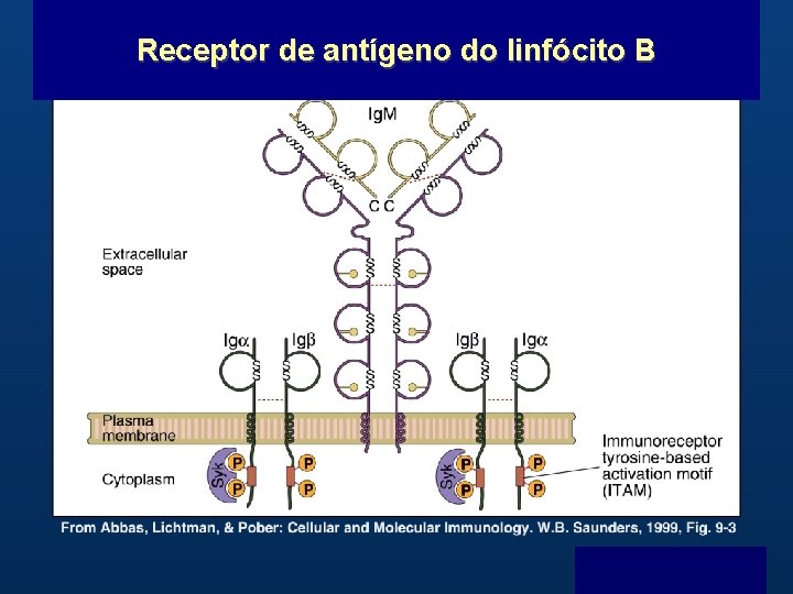Receptor de antígeno do linfócito B B Menu F 
