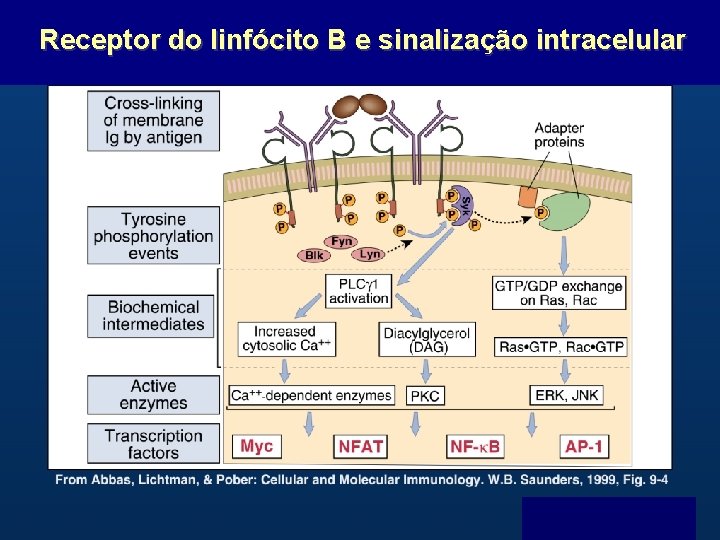 Receptor do linfócito B e sinalização intracelular B Menu F 