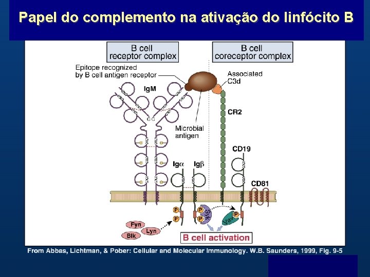 Papel do complemento na ativação do linfócito B B Menu F 