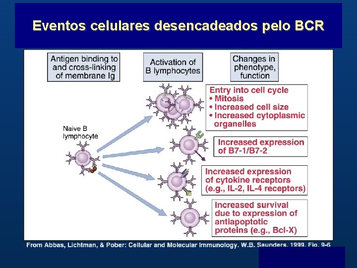 Eventos celulares desencadeados pelo BCR B Menu F 