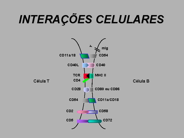 Y INTERAÇÕES CELULARES CD 11 a/18 CD 40 L Célula T TCR CD 4