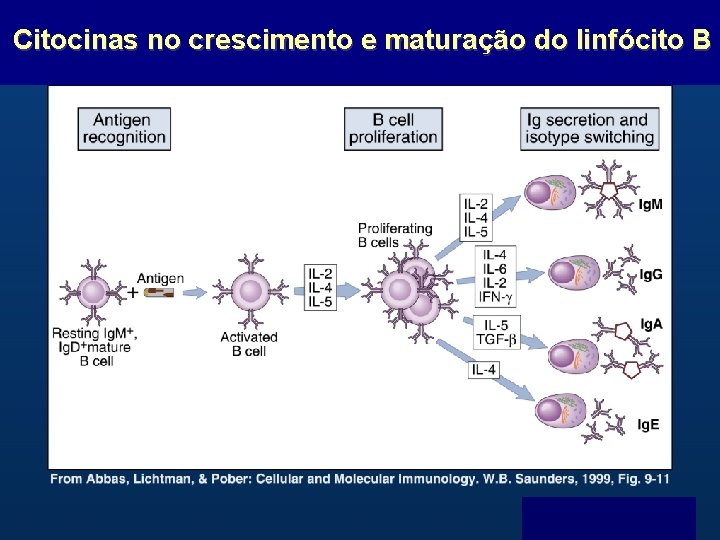Citocinas no crescimento e maturação do linfócito B B Menu F 