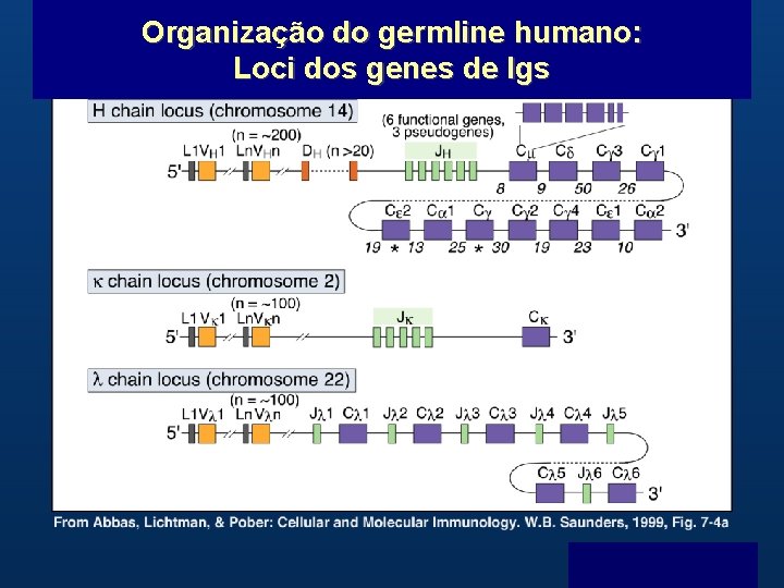 Organização do germline humano: Loci dos genes de Igs B Menu F 