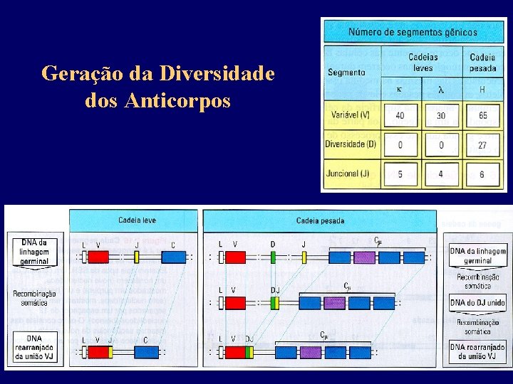 Geração da Diversidade dos Anticorpos 