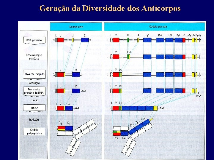 Geração da Diversidade dos Anticorpos 