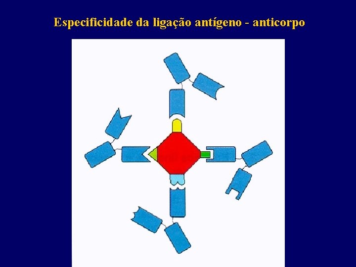 Especificidade da ligação antígeno - anticorpo 