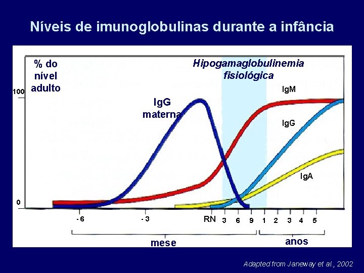 Níveis de imunoglobulinas durante a infância 100 Hipogamaglobulinemia fisiológica % do nível adulto Ig.