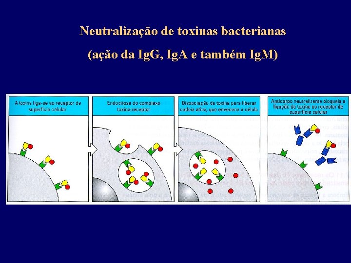 Neutralização de toxinas bacterianas (ação da Ig. G, Ig. A e também Ig. M)