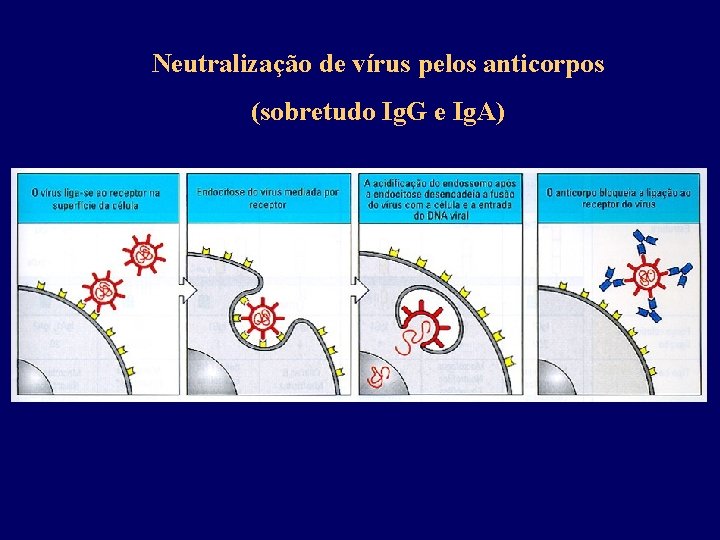 Neutralização de vírus pelos anticorpos (sobretudo Ig. G e Ig. A) 