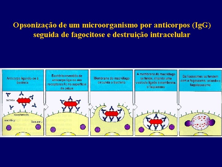 Opsonização de um microorganismo por anticorpos (Ig. G) seguida de fagocitose e destruição intracelular