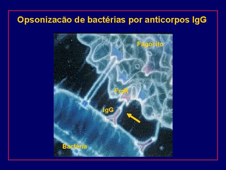Opsonizacão de bactérias por anticorpos Ig. G Fagócito Fcg. R Ig. G Bactéria 