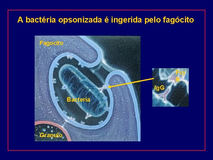 A bactéria opsonizada é ingerida pelo fagócito Fagocito Fcg R Ig. G Bacteria Granulo