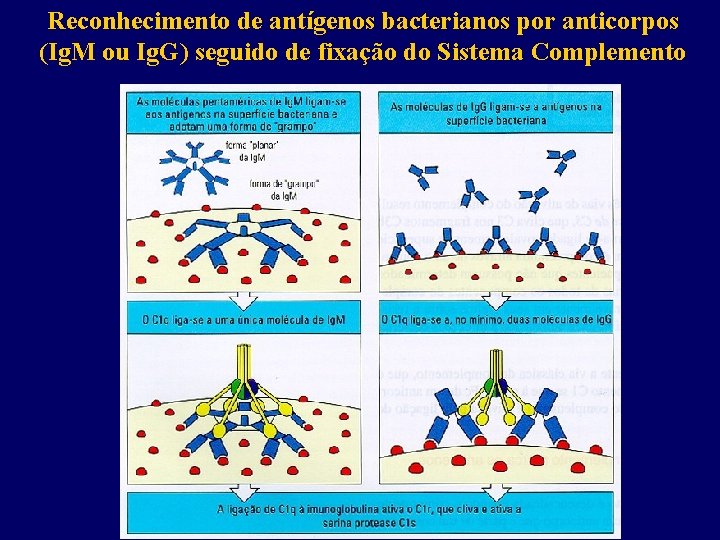 Reconhecimento de antígenos bacterianos por anticorpos (Ig. M ou Ig. G) seguido de fixação