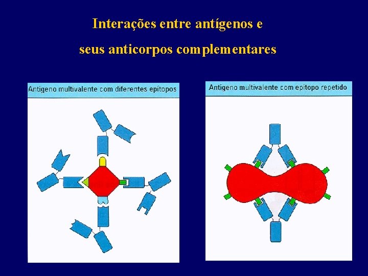 Interações entre antígenos e seus anticorpos complementares 