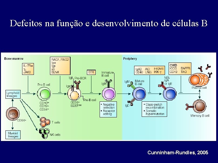 Defeitos na função e desenvolvimento de células B Cunninham-Rundles, 2005 
