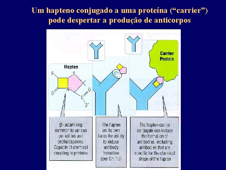 Um hapteno conjugado a uma proteína (“carrier”) pode despertar a produção de anticorpos 